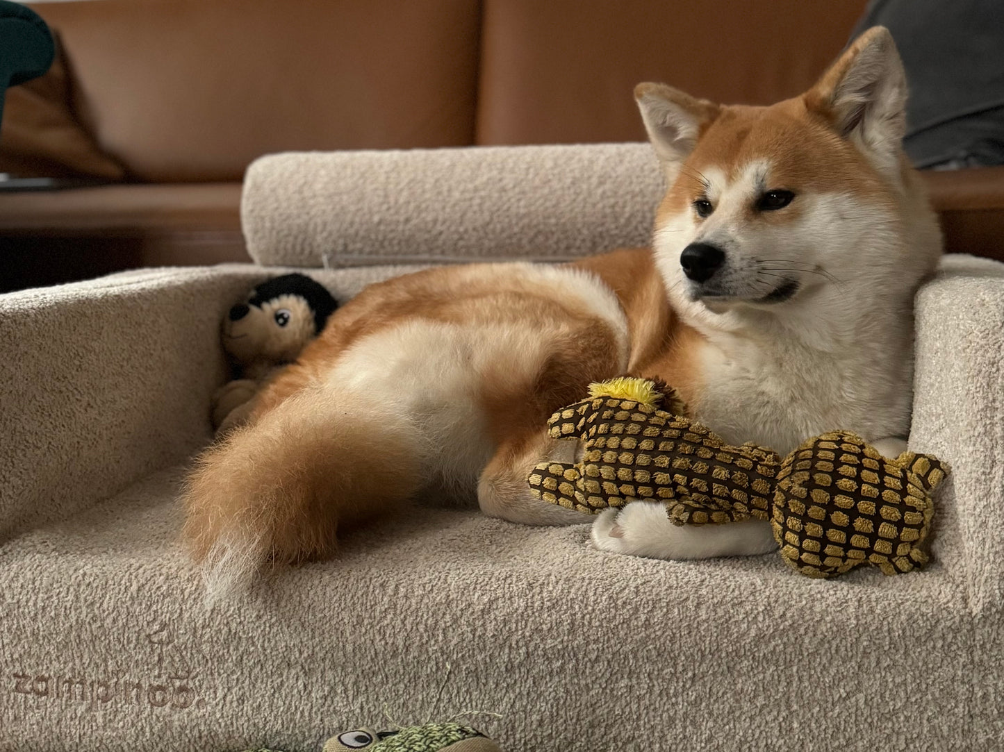 Akita Inu Dog lying on a dog sofa Zampinoo.