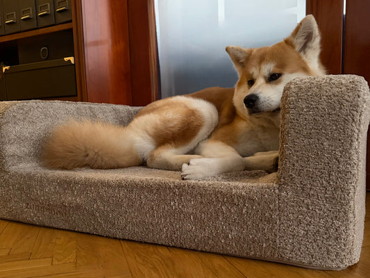A tan and white Akita Inu dog lies comfortably on a low-profile, rectangular pet sofa with a textured beige fabric, set in a home environment with wooden floors and furniture in the background.