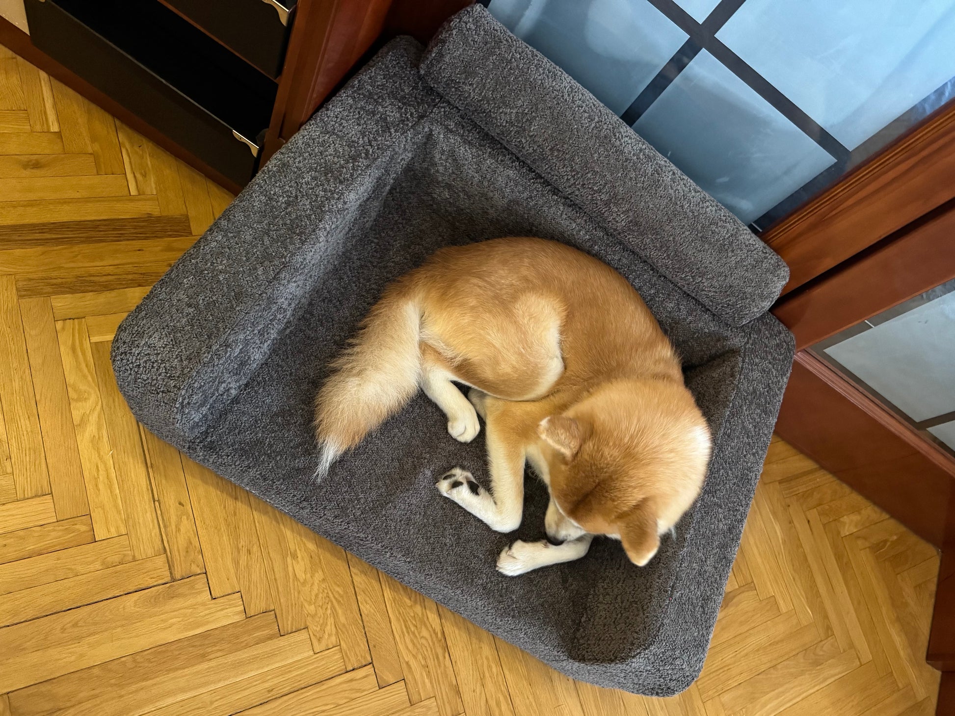 Dog lying on a gray pet bed indoors